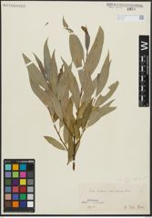Foto von Salix alba L. x Salix fragilis L.
